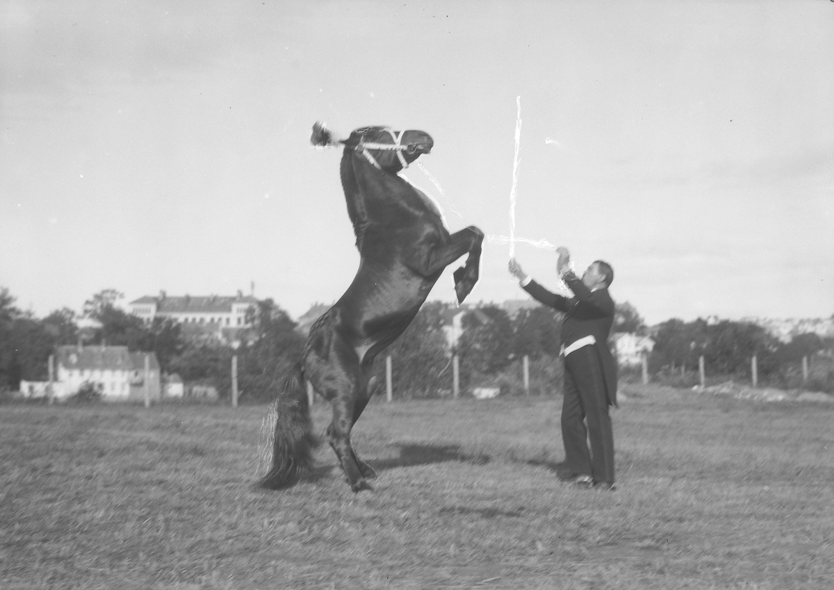 Direktør Leth Carstensen i Circus Globus dresserer en sirkushest. Fotografering 1927 ca. Fotograf: Schrøder